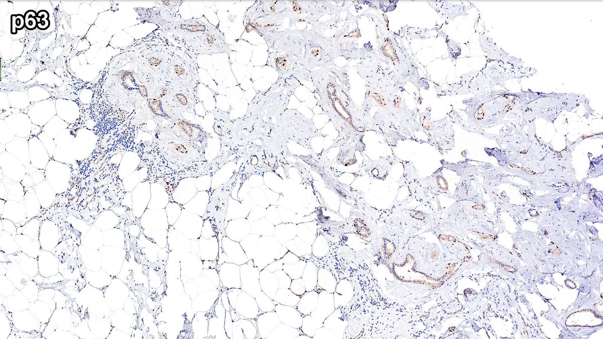 Raza Hoda MD tweet media