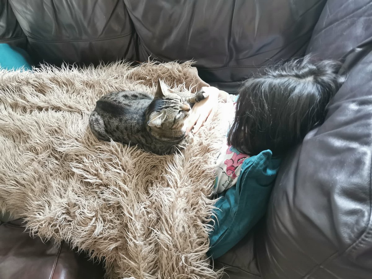 esp8687's tweet image. One of my favourite pictures, my granddaughter&apos;s cat comforting her when she was poorly x