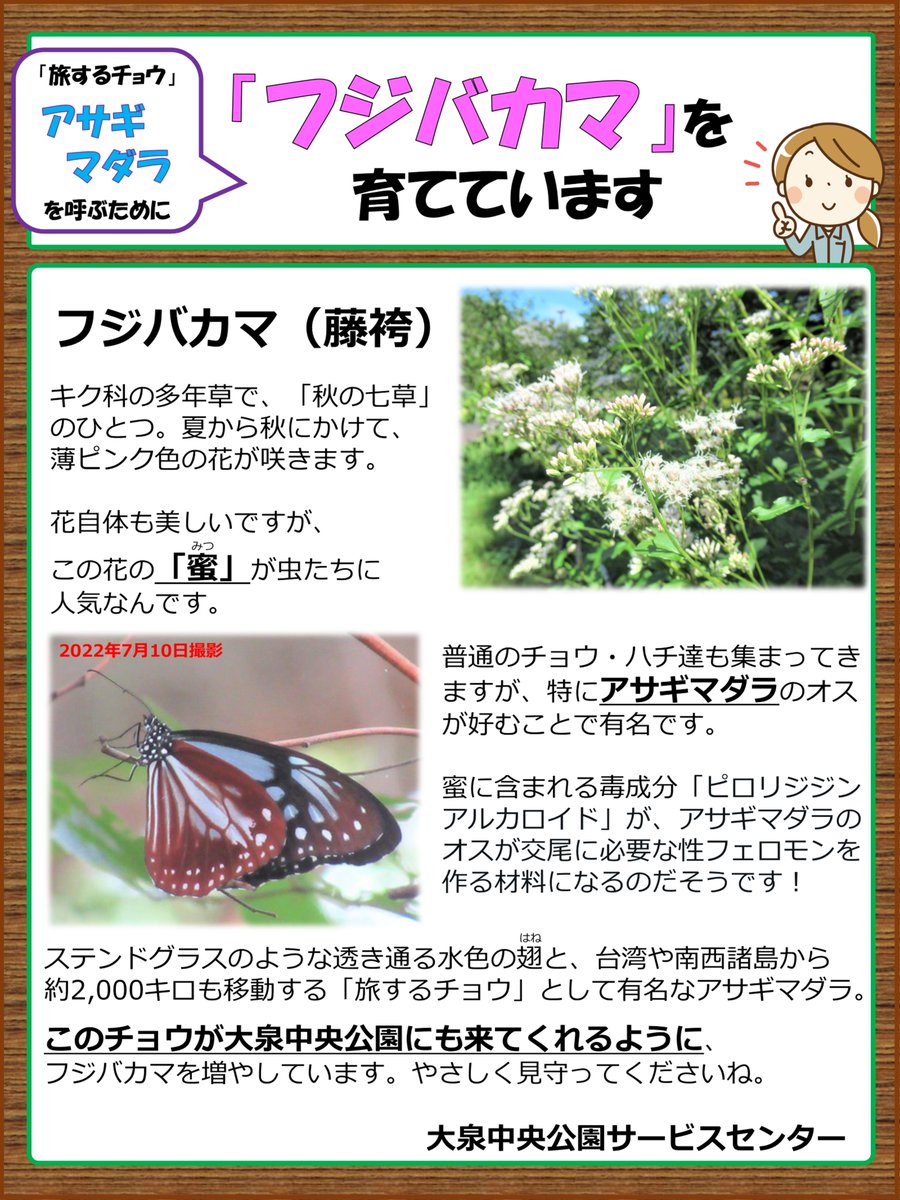 ちょうの道・ちょうの里で、秋の七草フジバカマ(藤袴)が咲き始めました。
しっとり楚々とした美しさですね。
この花の蜜を好む「旅するチョウ」アサギマダラを呼びたくて、当園ではフジバカマを少しずつ増やしています。
もし園内でアサギマダラを見かけたら、ぜひ窓口スタッフに教えてくださいね。