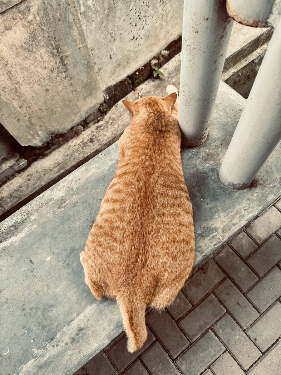 Amanda ²⁵ 𐬹 ۫ ۪ 𓇼 ₊˚𓆝 tweet media