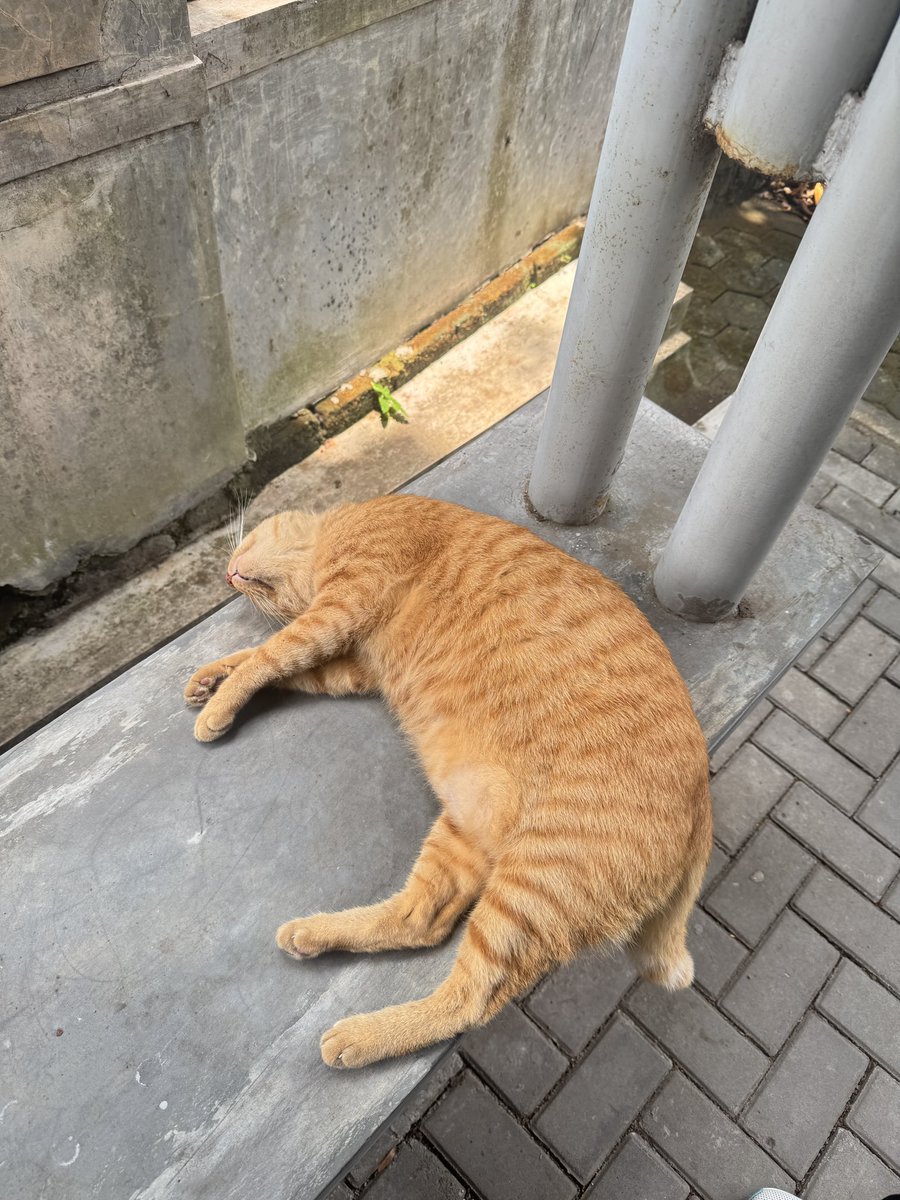 Amanda ²⁵ 𐬹 ۫ ۪ 𓇼 ₊˚𓆝 tweet media