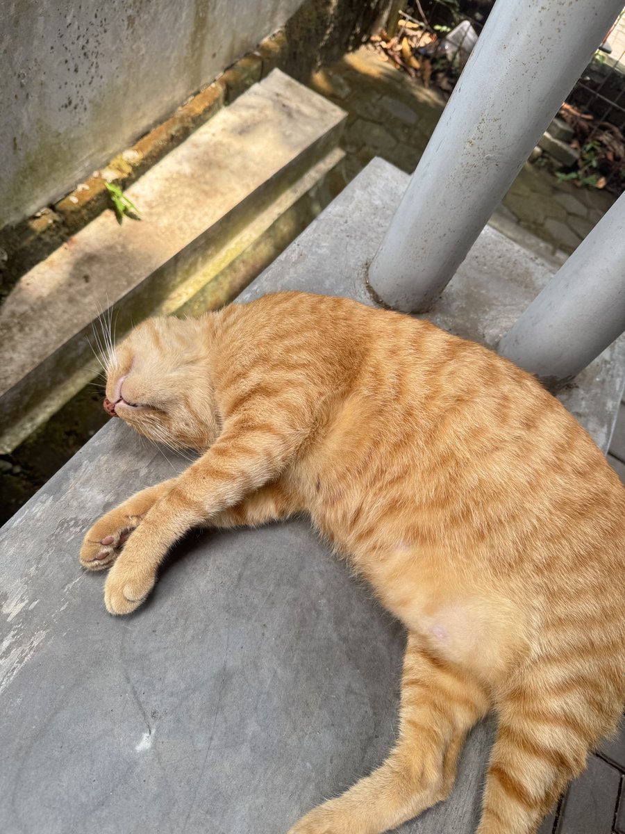 Amanda ²⁵ 𐬹 ۫ ۪ 𓇼 ₊˚𓆝 tweet media