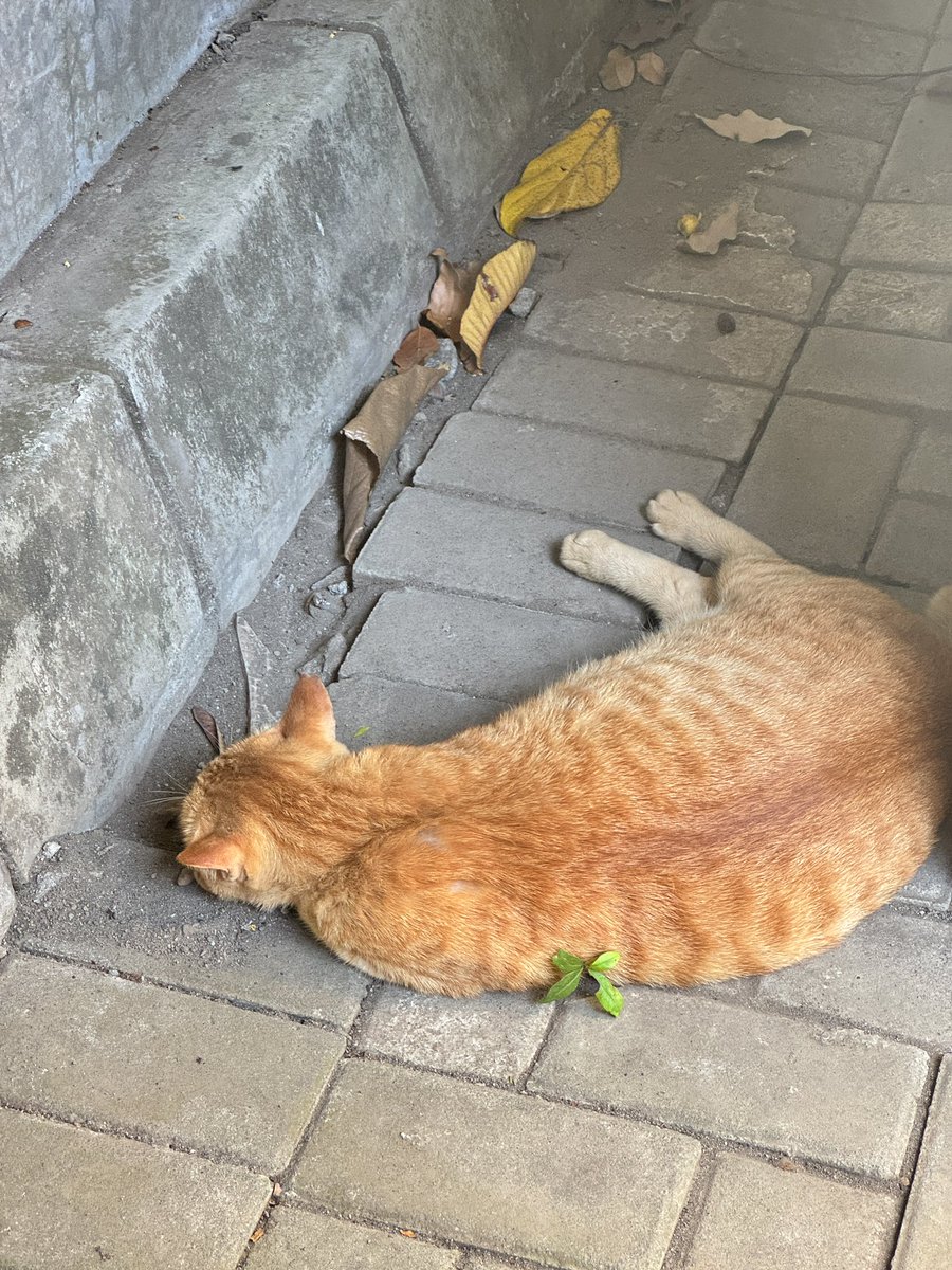 Amanda ²⁵ 𐬹 ۫ ۪ 𓇼 ₊˚𓆝 tweet media