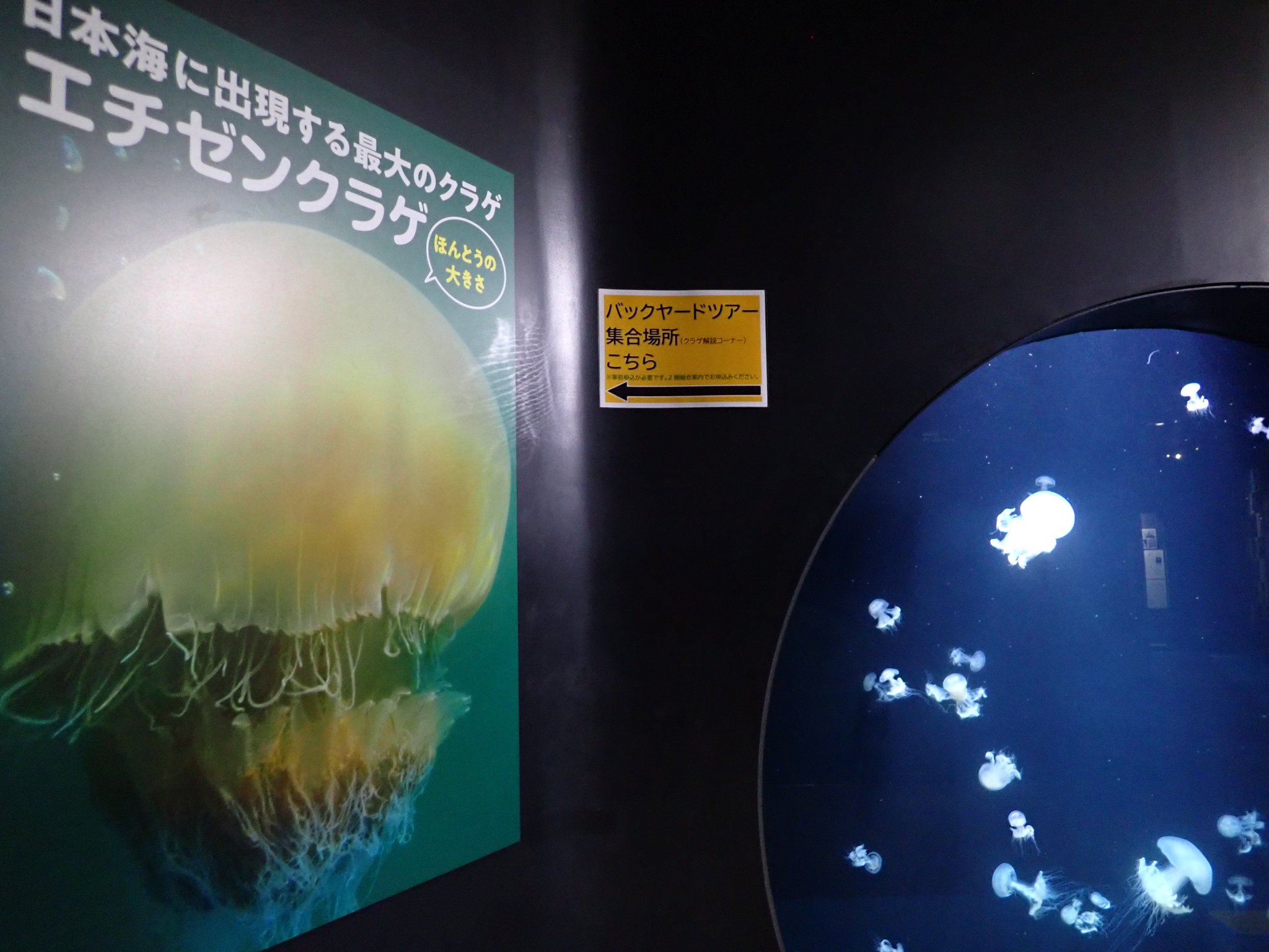 鶴岡市立加茂水族館 on X: 