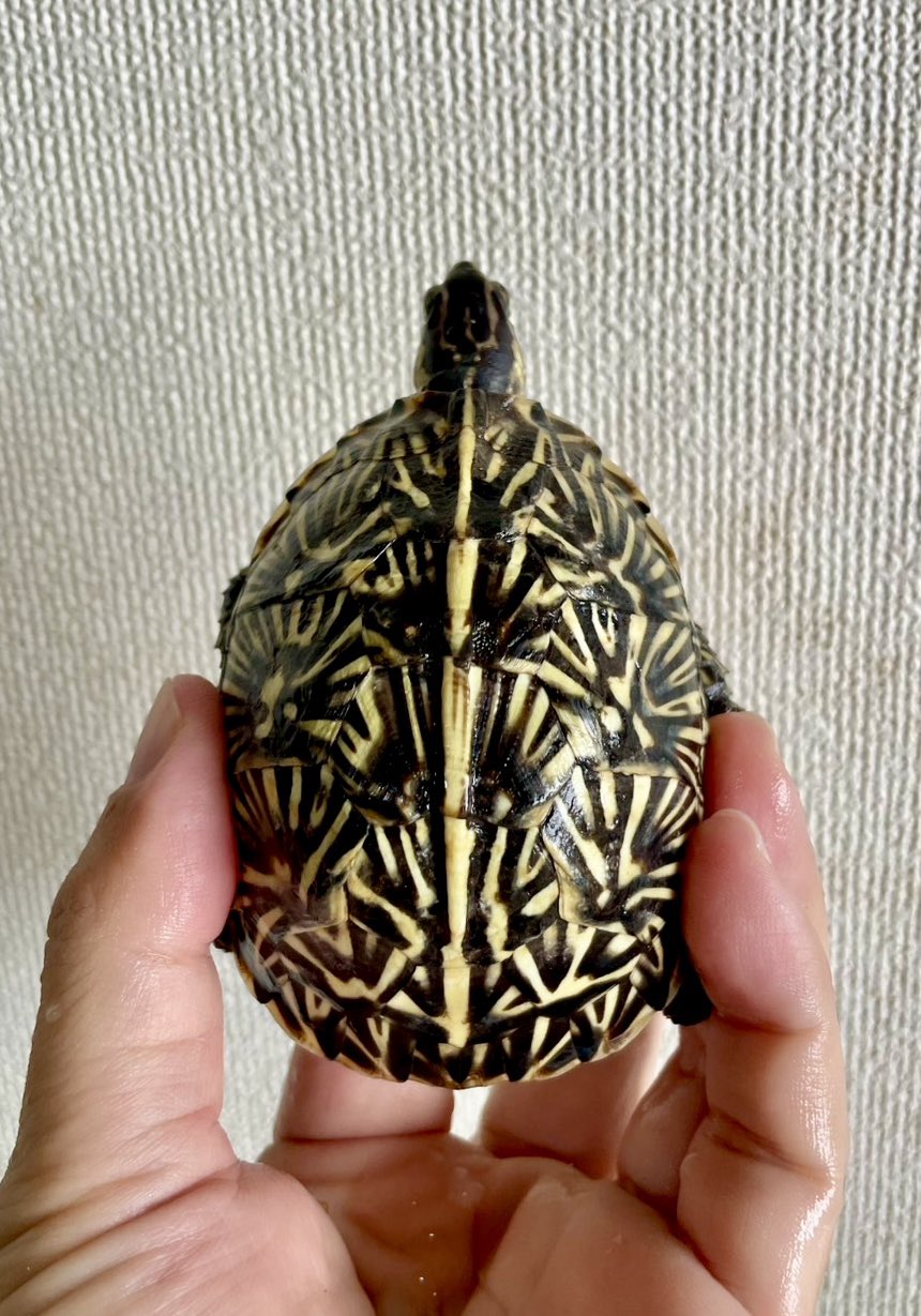 【激レア】フロリダハコガメ骨格標本(甲羅) フルアダルト　剥製　爬虫類 フロリダハコガメ アダルトペア＆フロリダハコガメ 約12cm