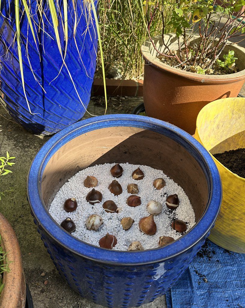 PotteringPolly's tweet image. October is bulb planting month, 🌷🪻🌷🪻🌷all that anticipation! 🤗
I started yesterday in the beautiful warm sunshine. I tried a new idea of putting a layer of perlite under the bulbs for extra drainage. #bulbplanting #Gardening #springbulbs #TuesdayBlue