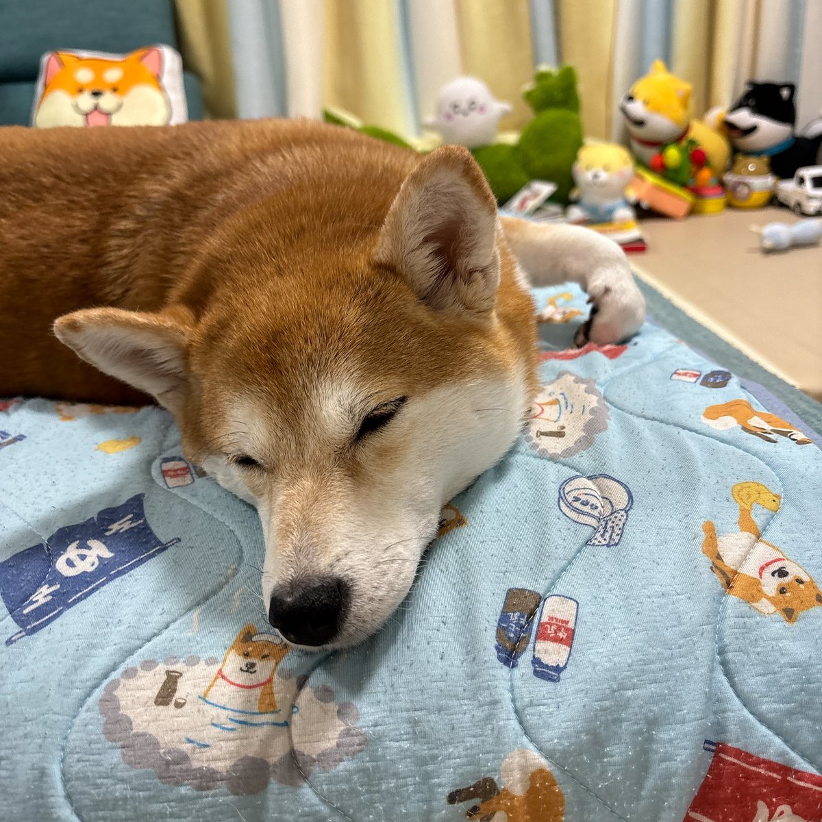 KoMacHi_1809's tweet photo. いや、手どうなってるん？😂
人間だったら痺れそう…

#柴犬が好きすぎるで使っていいよ 
#豆柴小町 #豆柴のいる暮らし https://t.co/5YHSTFWw8i