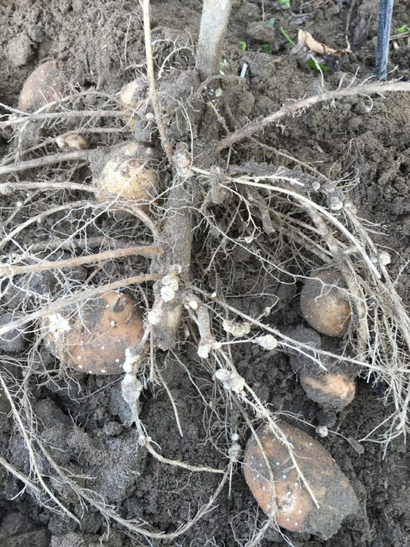 samybyiringiro's tweet photo. #FarmForwardTips
What is #potatoscab?A disease that makes potatoes look rough and patchy—hurts appearance, not yield.
How to Control it:
-Use certified,disease-free seed
-Rotate crops
-Lower soil pH to ≤5.2
-Avoid overwatering
-Best results come from combining all the above https://t.co/leQlnRDqmZ