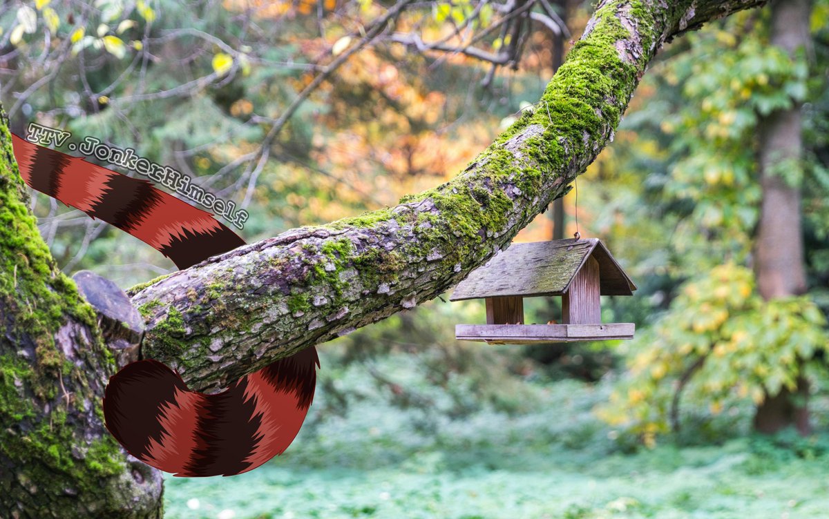 🐨 Jonk - Jacko 🇦🇺 tweet media