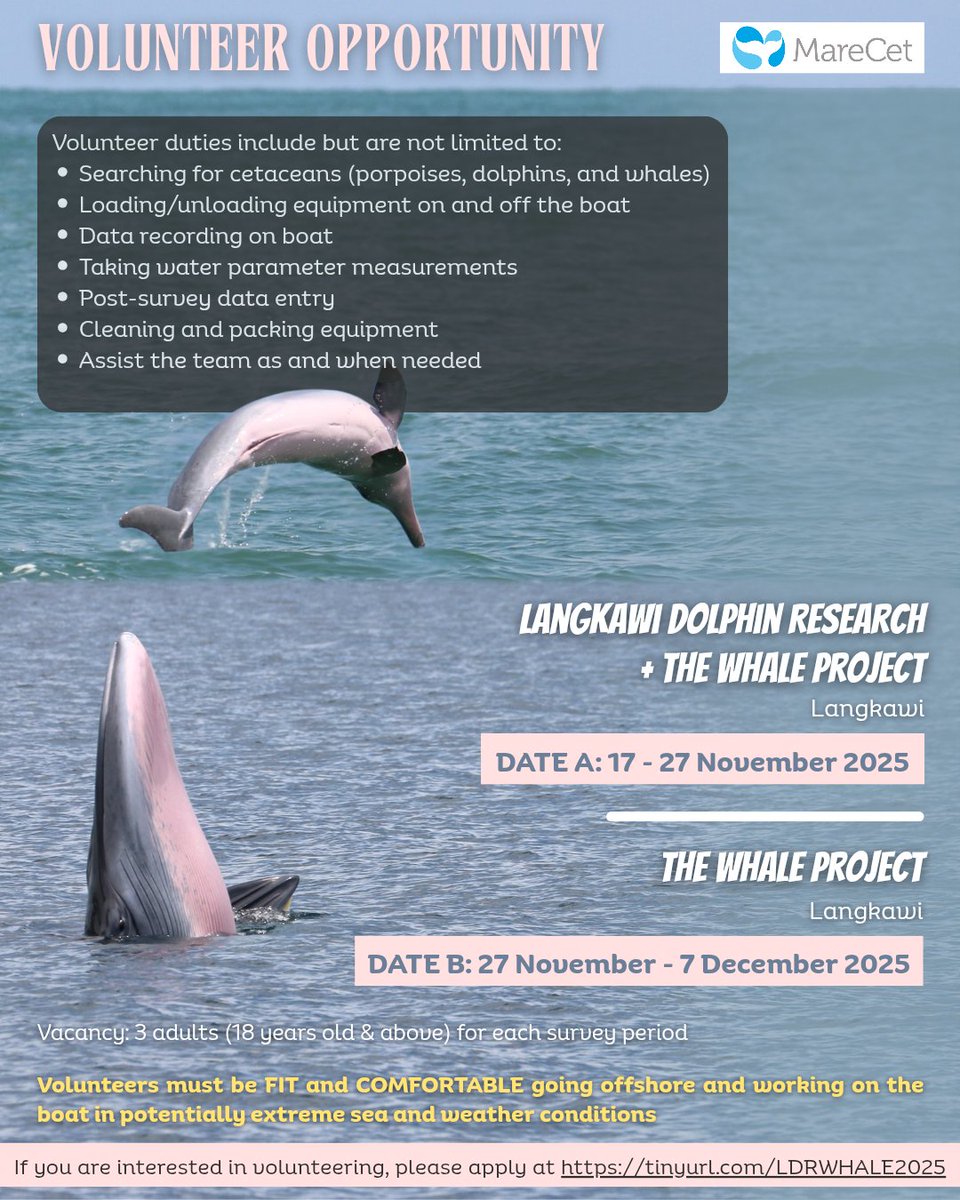 MareCet Research and Conservation tweet media