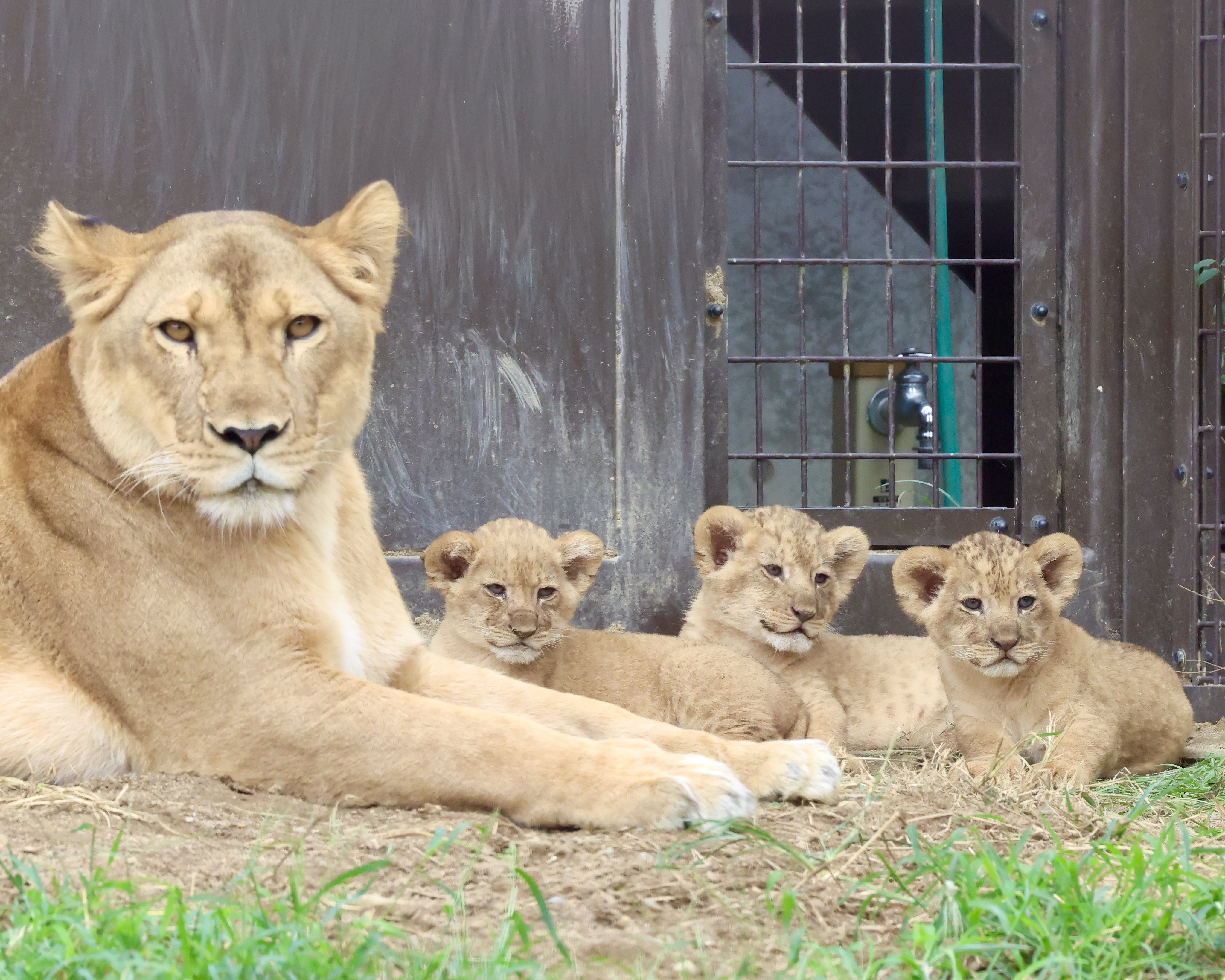 エヴィス「山ちゃんライオンヂーンズWITHカモメ」Lot 0013(38×34)
