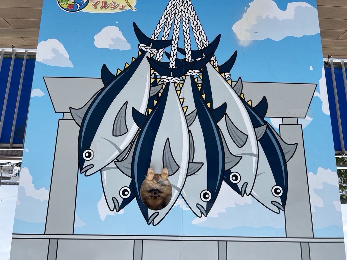 まぐろになった🐟🩵