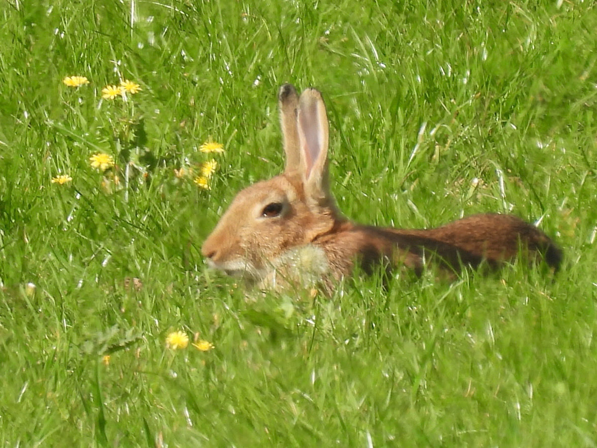 MBirdsPhotos's tweet image. Rabbit and dandelions #rabbit #naturephotography