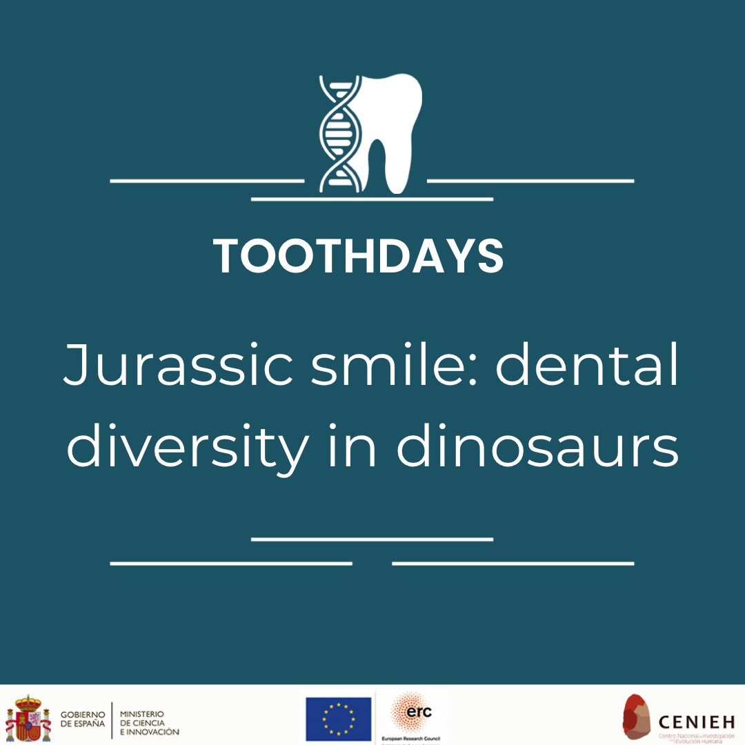 Tied2Teeth's tweet photo. #TOOTHDAYS !! Jurassic smile: dental diversity in dinosaurs
@CENIEH
@ERC_Research
@FECYT_Ciencia https://t.co/Itkt3PjgxB