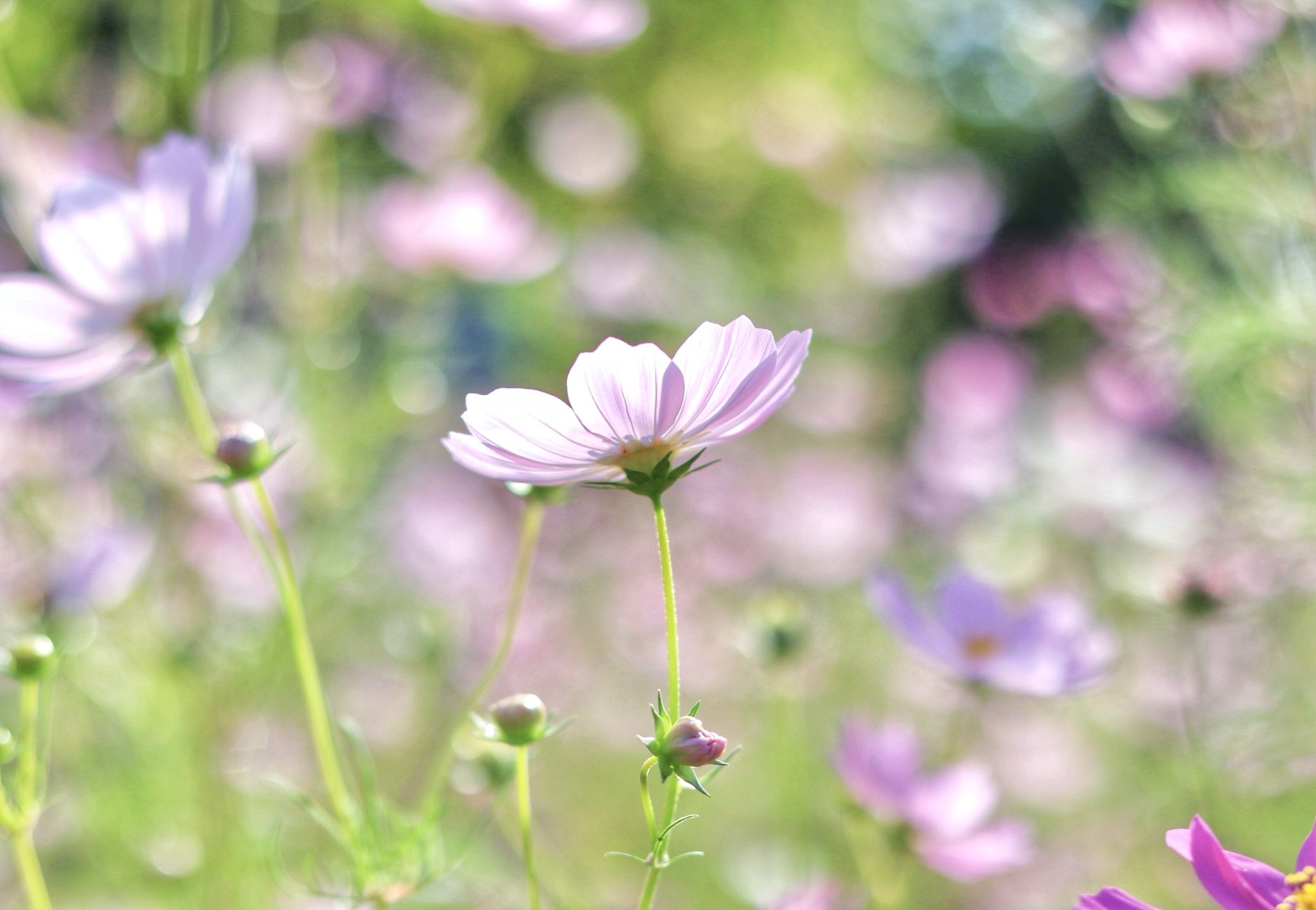 ✨コスモス様3点おまとめ✨ありがとうございます♡ 秋桜（コスモス）🍂🌸 秋の桜って書くの本当に風情があって好き