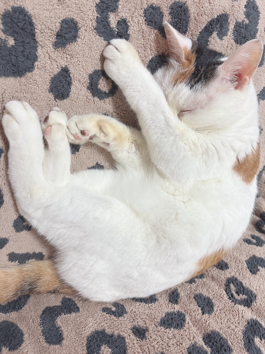 三毛猫様♡ありがとうございます♡ ♡ #茶トラのメロン🍈 #三毛猫レモン🍋 無事に我が家を卒業しま