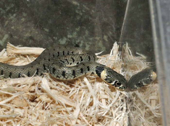 Endlesszone_エンドレスゾーン_ on X