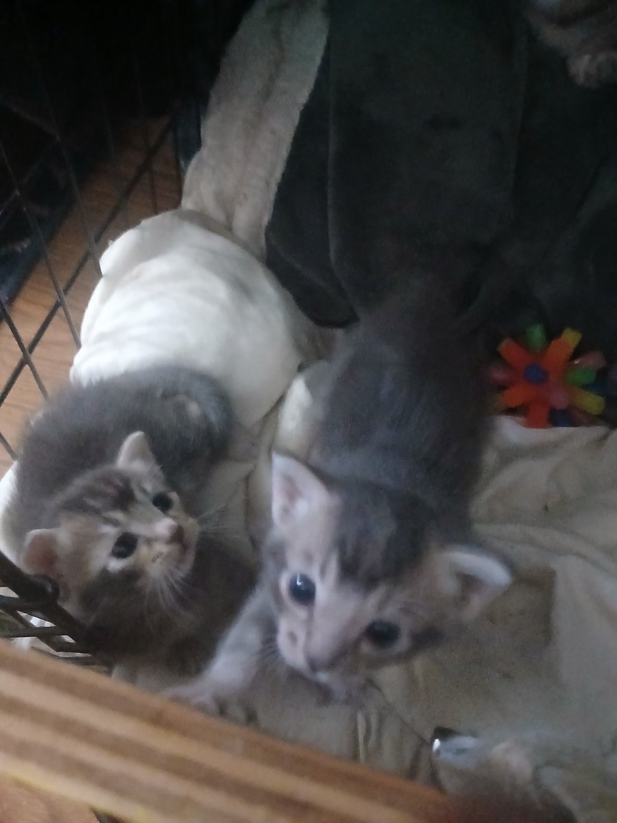 They’re growing up so fast 😿 Only two weeks left before these little cuties head to their new homes.
Which one would you take home if you could? 🐾💛
#KittensOfTwitter #CatLovers #FosterCats