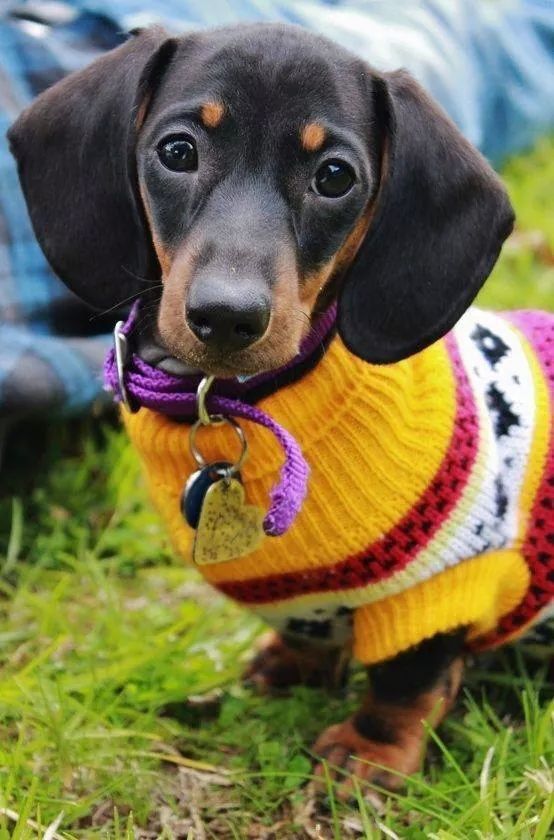 dachshundzones's tweet image. Dachshund Lovers ❤️❤️
#dachshund #dachshunds