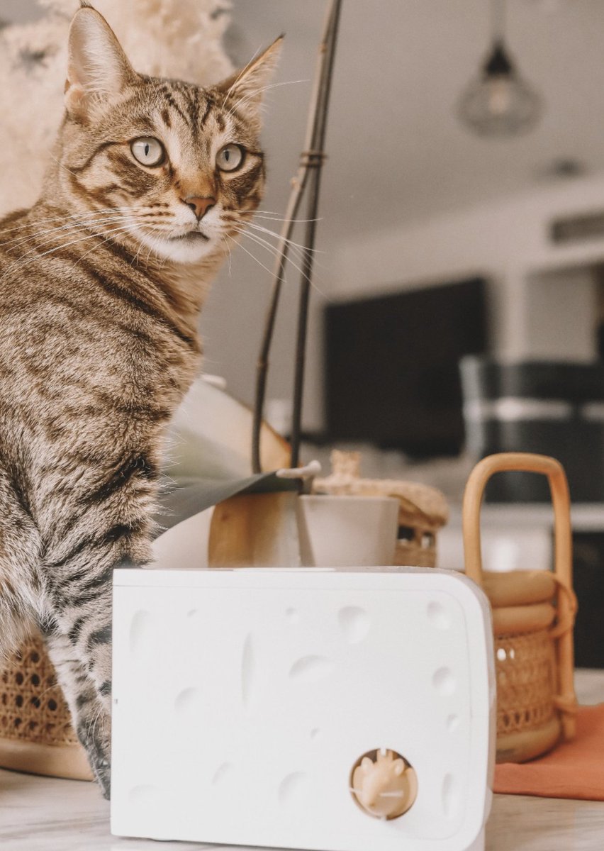 Tous les chats disent "Cheese" 😁 
📸 haleymartinoxo
➡️ tinyurl.com/mv3cu9ck #PetSafeChat #PetSafe #HappyCats #JouetChat