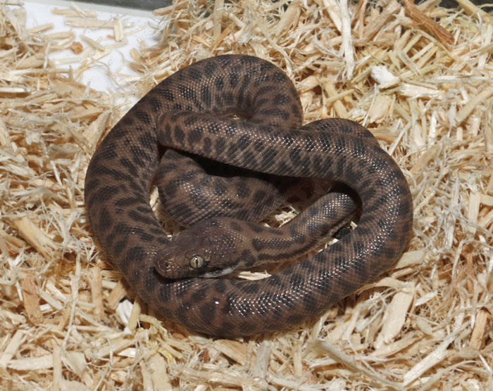 Endlesszone_エンドレスゾーン_ on X