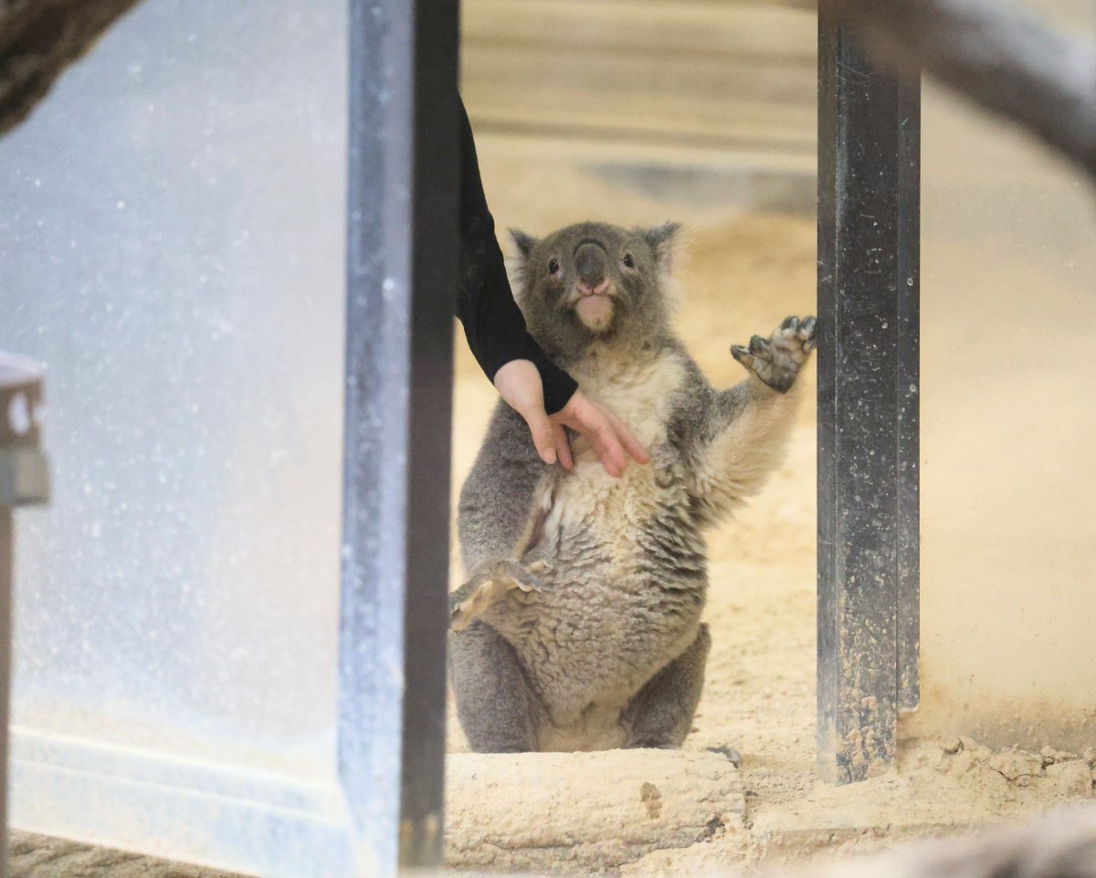 おもち の部屋に入りたいワトちゃん🐨 ＃東山動植物園 ＃コアラ