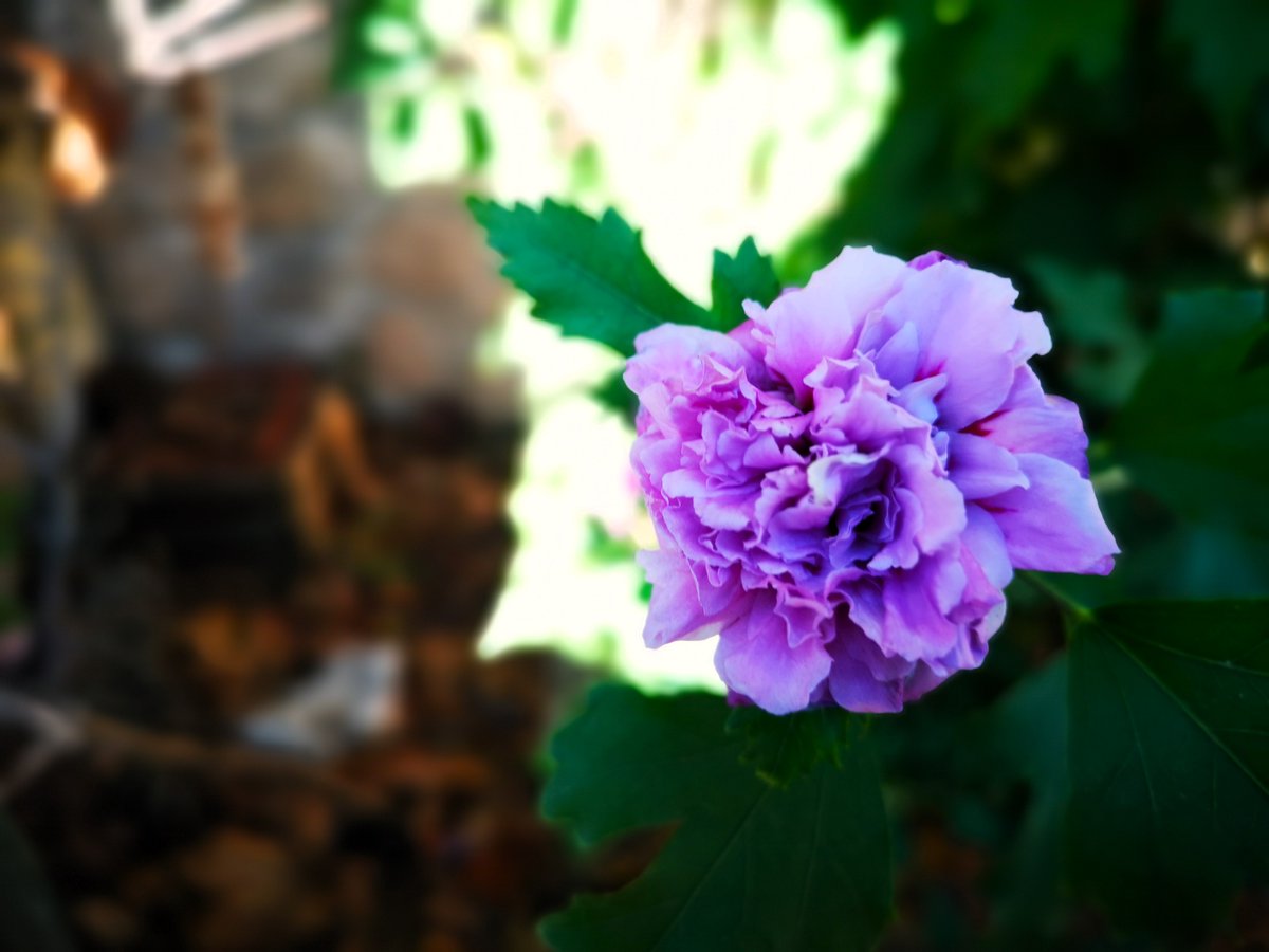 Hay un punto en el que uno debe decidir si regresa o no: laacequia.blogspot.com/2025/10/una-ro…