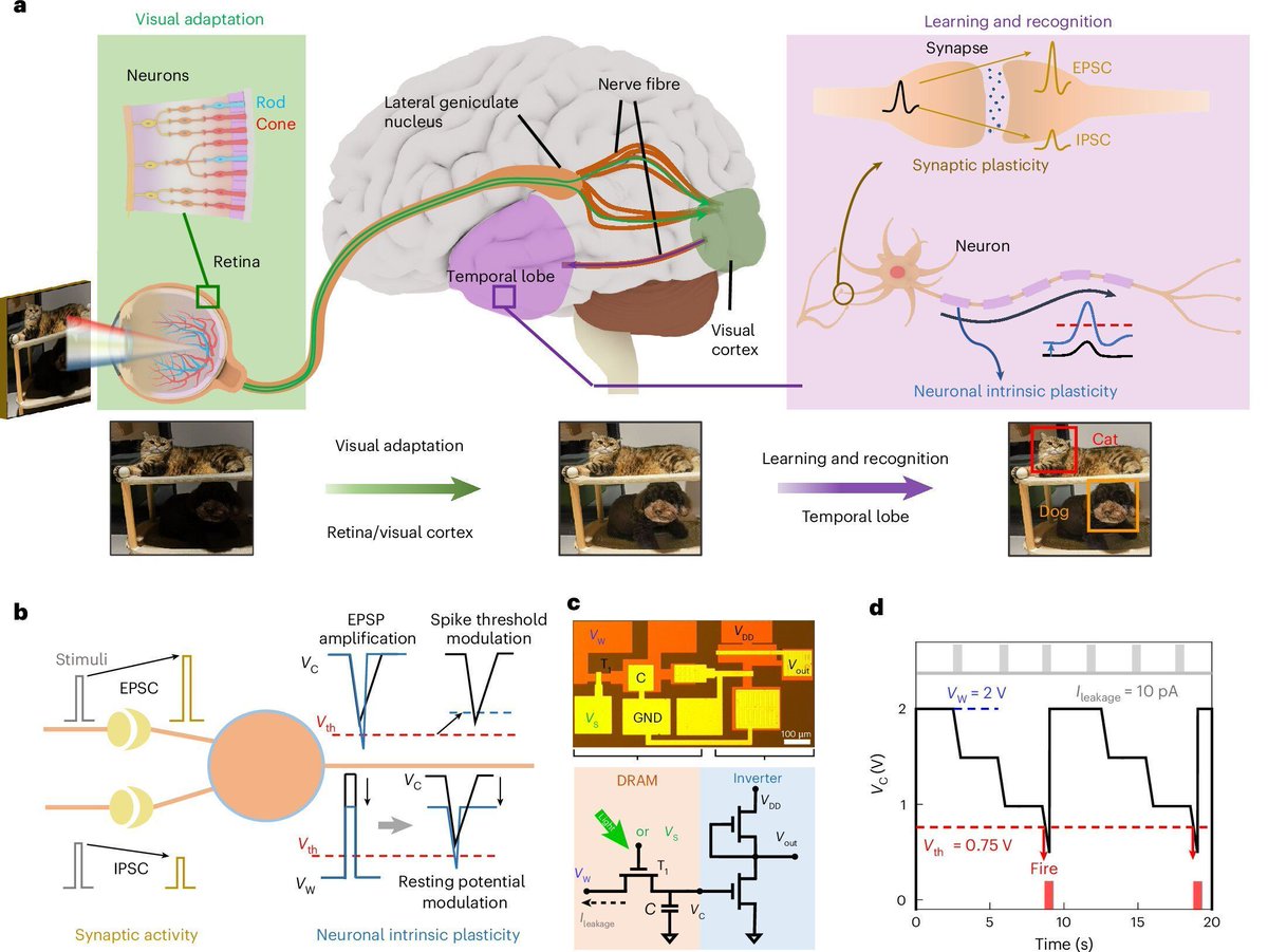 ipfconline (@ipfconline1) on Twitter photo Artificial neuron merges DRAM with MoS₂ circuits to better emulate brain-like adaptability
buff.ly/5RgAsZr <a href="/TechXplore_com/">TechXplore</a>
#AI
Cc <a href="/stratorob/">Dr. Robin Kiera</a> <a href="/MarshaCollier/">Marsha Collier</a> @LavaletteAstrid <a href="/jeancayeux/">Jean CAYEUX (Hour CET)</a> <a href="/FernandaKellner/">Fernanda K O Palermo</a> <a href="/sonu_monika/">Dr. Monika Sonu I Founder Healthinnovationtoolbox</a> <a href="/FrRonconi/">Franco Ronconi 🇮🇹</a> Artificial neuron merges DRAM with MoS₂ circuits to better emulate brain-like adaptability
buff.ly/5RgAsZr <a href="/TechXplore_com/">TechXplore</a>
#AI
Cc <a href="/stratorob/">Dr. Robin Kiera</a> <a href="/MarshaCollier/">Marsha Collier</a> @LavaletteAstrid <a href="/jeancayeux/">Jean CAYEUX (Hour CET)</a> <a href="/FernandaKellner/">Fernanda K O Palermo</a> <a href="/sonu_monika/">Dr. Monika Sonu I Founder Healthinnovationtoolbox</a> <a href="/FrRonconi/">Franco Ronconi 🇮🇹</a>