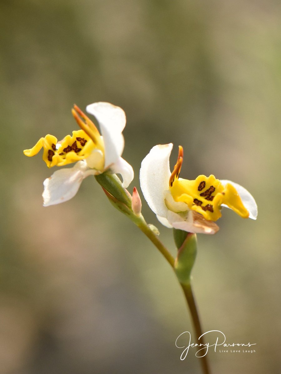JennyPaPB's tweet image. Disa flexuosa is a beautiful tiny #fynbos wild orchid &amp;amp; has the descriptive common name of Bacon &amp;amp; Eggs! A special #endemic orchid to see while bioblitzing as it’s considered Near Threatened…

#wildflowers #wildorchids #flowerphotography #nature  #citizenscience #iNaturalist