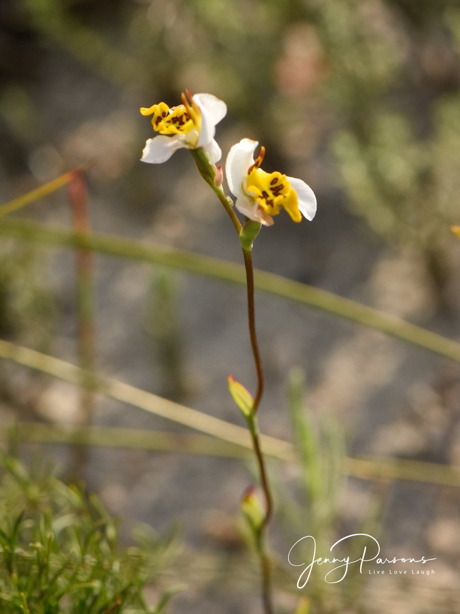JennyPaPB's tweet image. Disa flexuosa is a beautiful tiny #fynbos wild orchid &amp;amp; has the descriptive common name of Bacon &amp;amp; Eggs! A special #endemic orchid to see while bioblitzing as it’s considered Near Threatened…

#wildflowers #wildorchids #flowerphotography #nature  #citizenscience #iNaturalist
