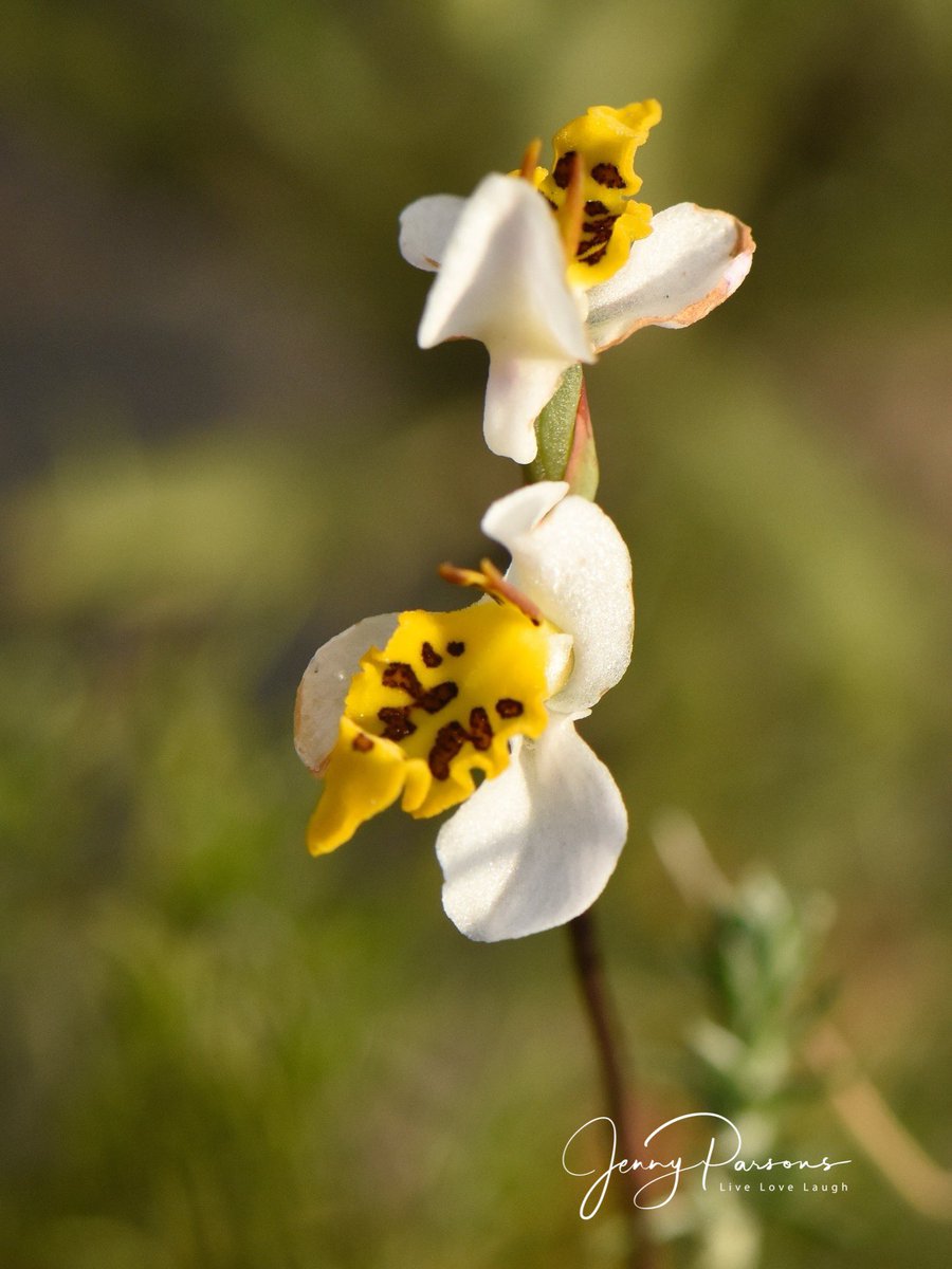 JennyPaPB's tweet image. Disa flexuosa is a beautiful tiny #fynbos wild orchid &amp;amp; has the descriptive common name of Bacon &amp;amp; Eggs! A special #endemic orchid to see while bioblitzing as it’s considered Near Threatened…

#wildflowers #wildorchids #flowerphotography #nature  #citizenscience #iNaturalist