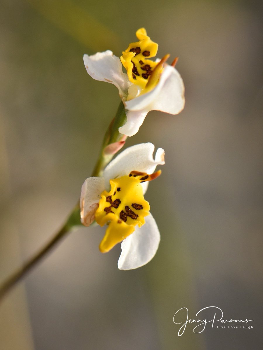 JennyPaPB's tweet image. Disa flexuosa is a beautiful tiny #fynbos wild orchid &amp;amp; has the descriptive common name of Bacon &amp;amp; Eggs! A special #endemic orchid to see while bioblitzing as it’s considered Near Threatened…

#wildflowers #wildorchids #flowerphotography #nature  #citizenscience #iNaturalist