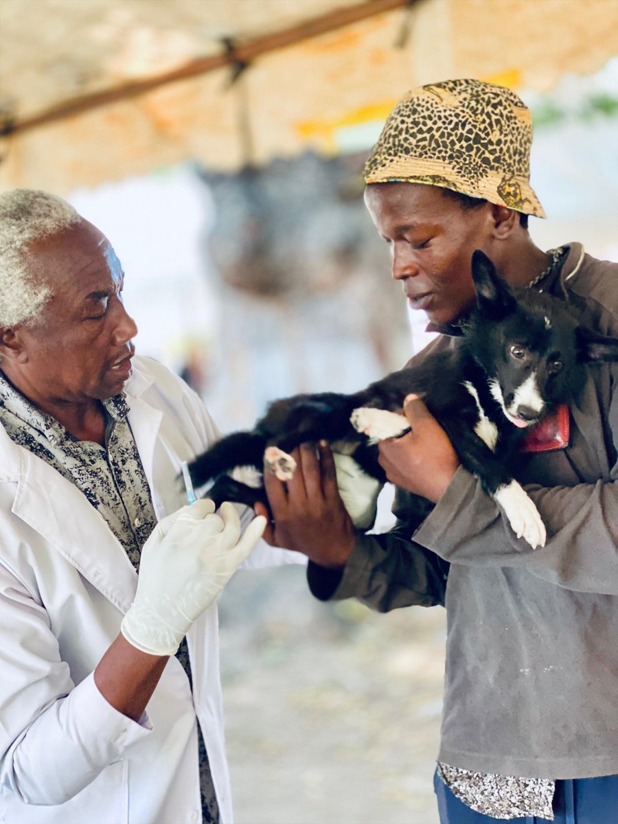 reelwithnusrat's tweet photo. Grateful for our 6th Free Rabies Vaccination Camp in honor of World Rabies Day 🐾

📍 Makadara Grounds, Mombasa
📅 5th October
In collaboration with @pawmombasa  KVA Coast Branch and the Mombasa County Department of Veterinary Services. https://t.co/pgq9WPNupR