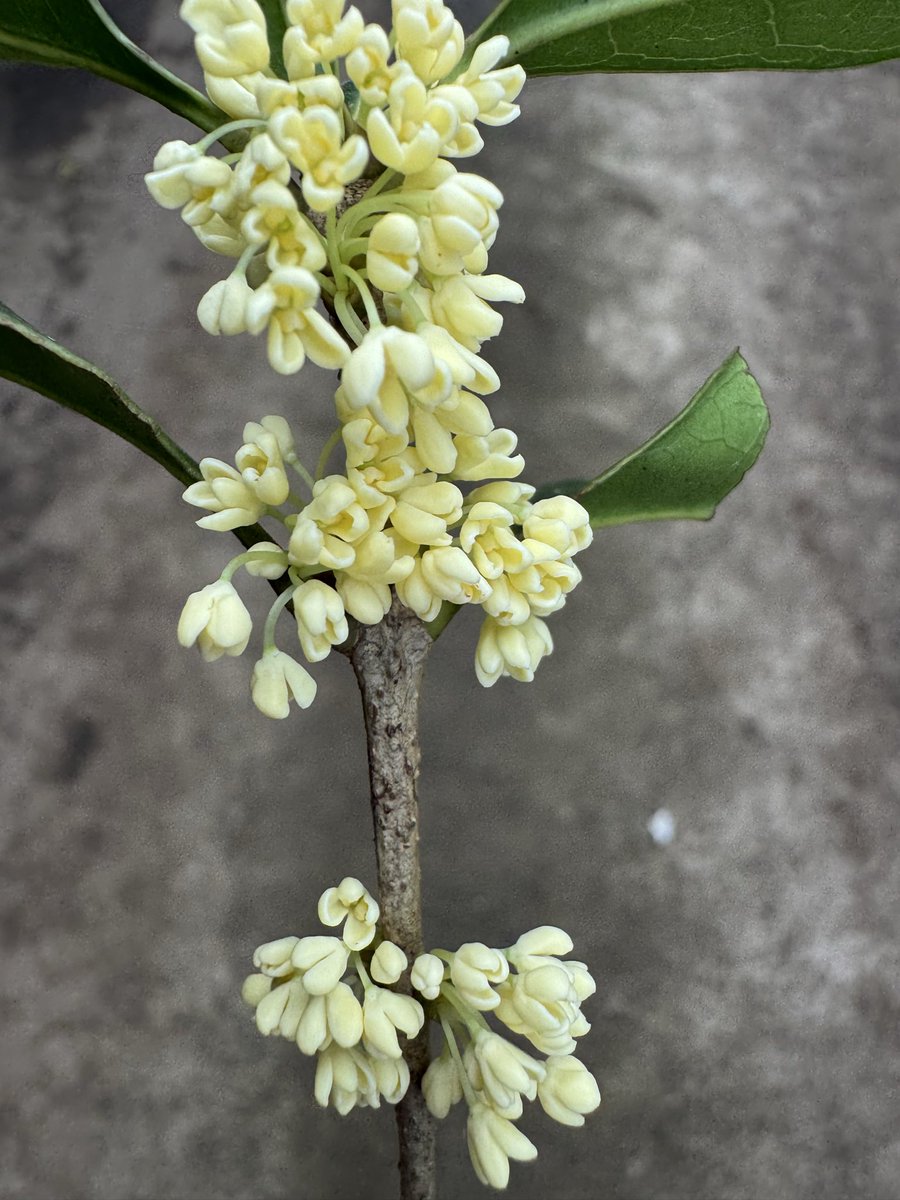 카페 사장님께서 잘라주신 금목서 꽃. 향기 너무 좋다.