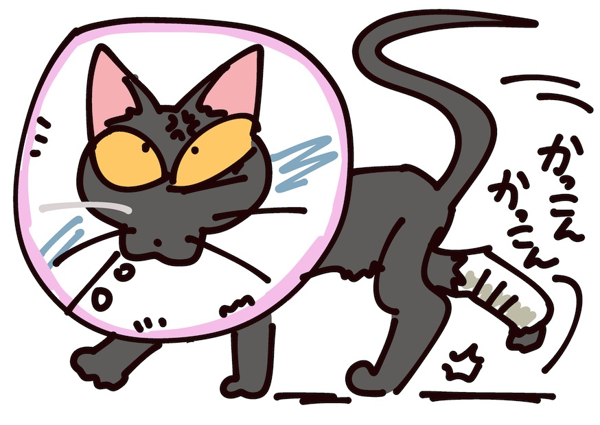 子猫のアニャ吉くんが来て半年後
はしゃぎ過ぎて流しの取手に挟んで足骨折・・
しばらくギプス生活でした。
良くなった後も元気に走り回ってましたー 