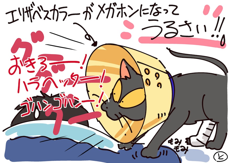 子猫のアニャ吉くんが来て半年後
はしゃぎ過ぎて流しの取手に挟んで足骨折・・
しばらくギプス生活でした。
良くなった後も元気に走り回ってましたー 