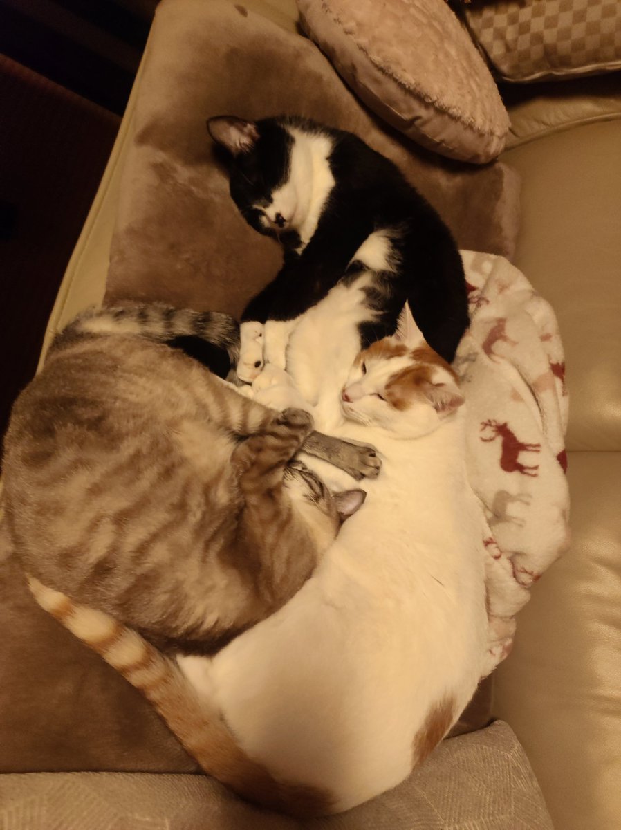 今日のねこ

#ユキノアマオ