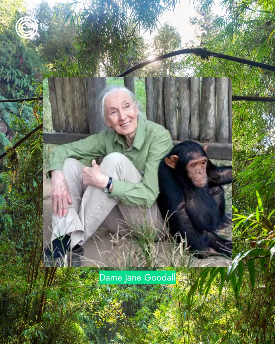 In memory of Dame Jane Goodall (1934-2025) scientist, conservationist and tireless champion of nature and wild places💚

A sad loss to our world, she was a wonderful communicator whose curiosity and compassion inspired us all.