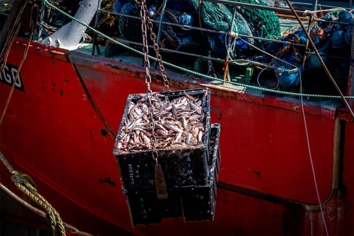 La anchoíta bonaerense se muestra esquiva | revistapuerto.com.ar/2025/10/la-anc…