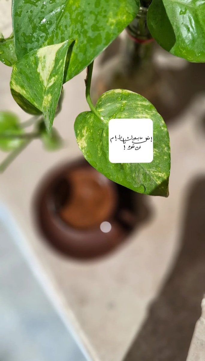 Good Morning 🤎☕.