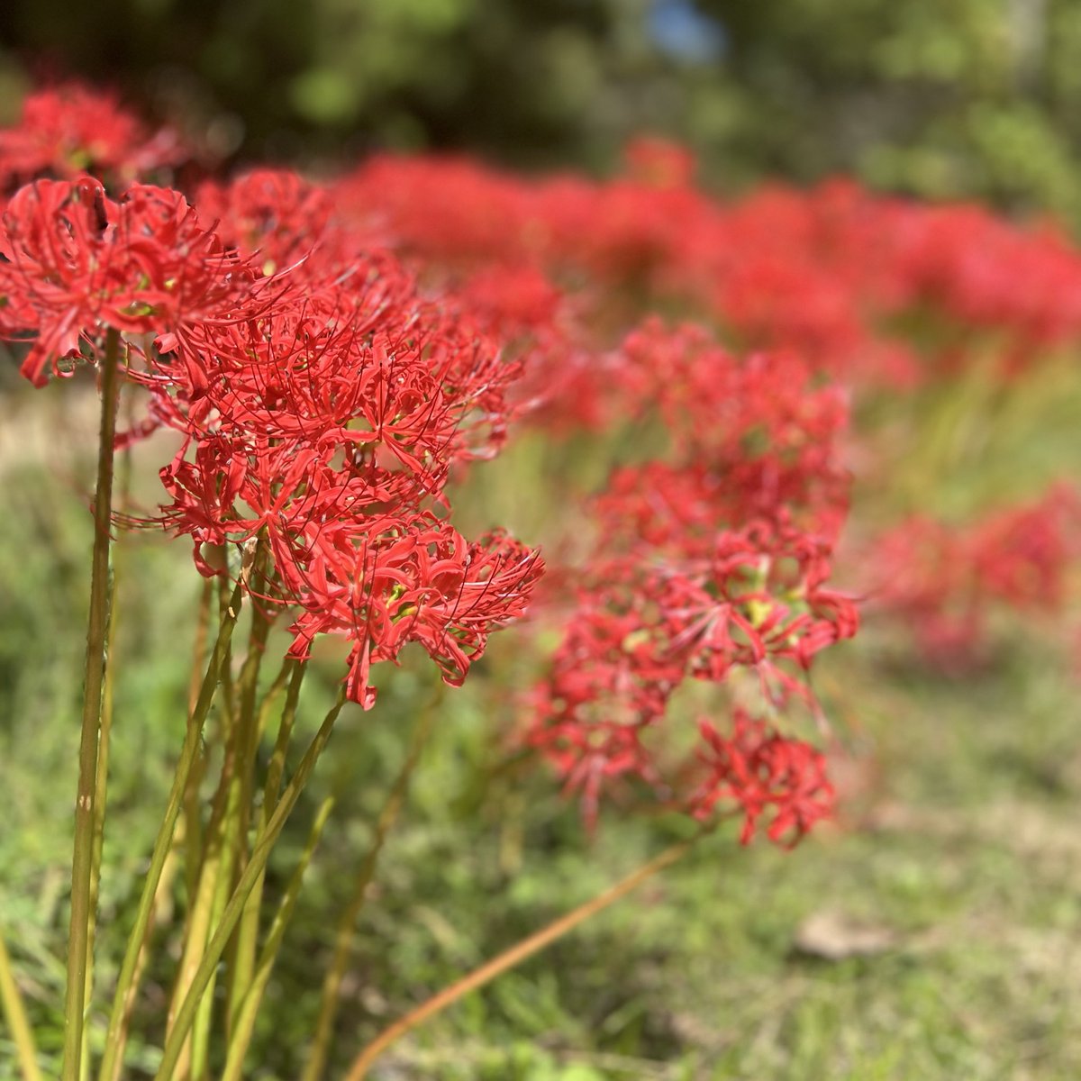 ろまん館の広場に、赤い彼岸花が咲きそろいました🌸
秋風が心地よい季節、散策や写真撮影にもぴったりです📸
お立ち寄りの際は、ぜひ秋の景色をお楽しみください🍁

#天平ろまん館 #彼岸花 #秋の散策 #家族でおでかけ #わくや