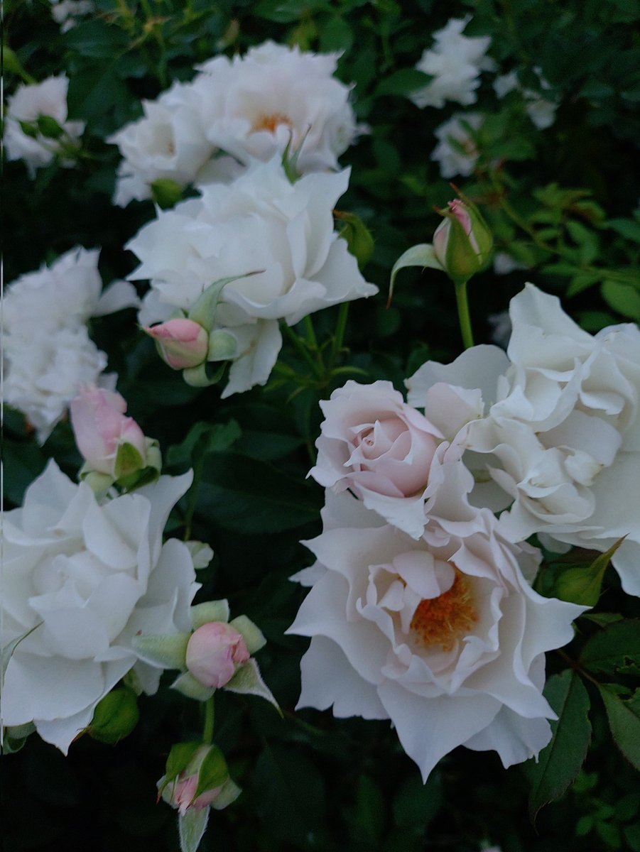 木村 卓功（きむらたくのり） tweet media