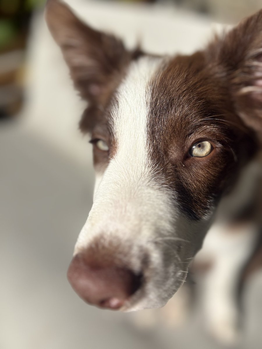 PipTheBorderCollie tweet media