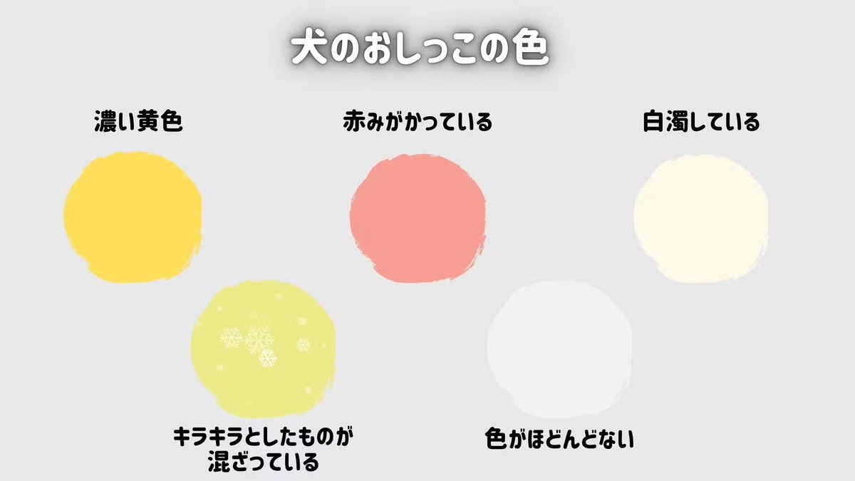 愛犬のおしっこの色、何色ですか？健康な子のおしっこは黄色。一時的に 