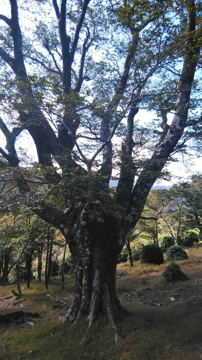 CollectBooksApp's tweet image. The forest&apos;s giant hand reaching for the sky.

#ThickTrunkTuesday #NaturePhotography