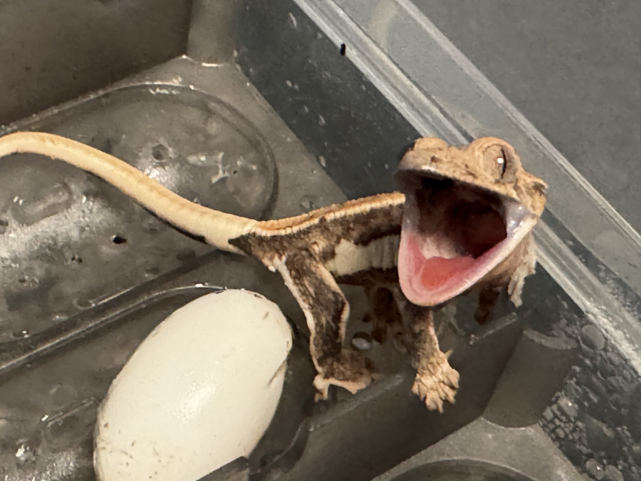 Buzzooヤモリん🦎カフェ☕✧ (最下蟲🃏公認サポーター.ʕ•̫͡•ʔ