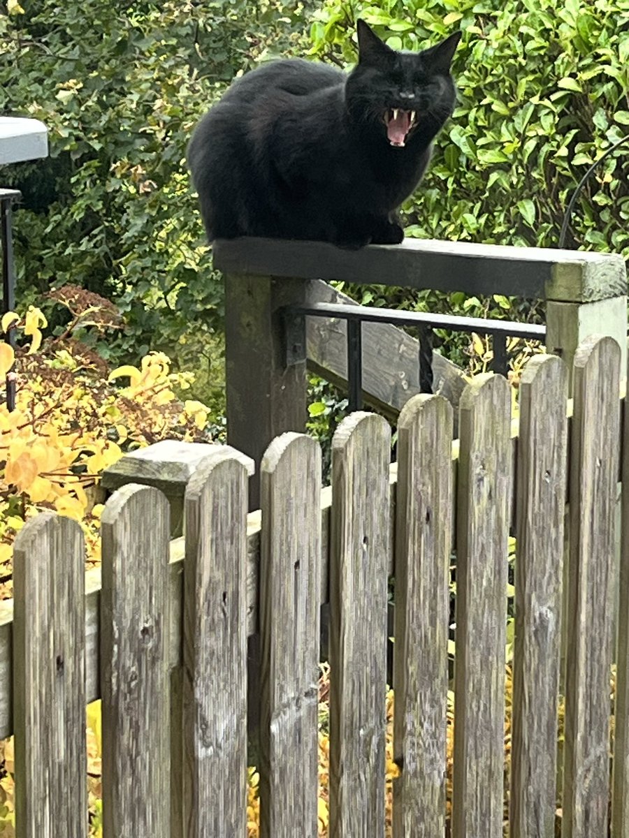 What do cats like for breakfast? Mice crispies! 😹 And no muvver, I am not getting off the neighbour’s fence. 😸😸
