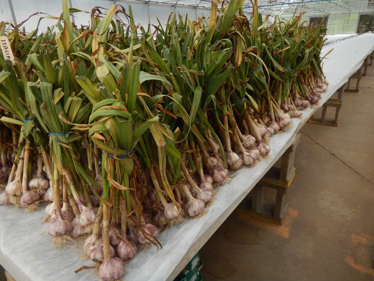 Agronomme_'s tweet photo. GARLIC FARMING FOR BEGINNERS: EVERYTHING YOU NEED TO KNOW TO GROW SUCCESSFULLY

Garlic might be small, but it holds big power, both in the kitchen and in the field. Whether you’re a complete beginner or a small-scale farmer looking for a high-value crop, garlic farming is a smart, sustainable, and surprisingly simple venture that can generate reliable income with the right knowledge and commitment.

If you've ever thought of growing a crop that doesn't get destroyed by every pest, doesn't need constant attention like tomatoes or cabbages, and still earns well in the market — then garlic is a perfect match.

Let’s walk together step-by-step into the world of garlic farming, and you’ll realize just how manageable and profitable it can be.

WHY GARLIC?

Garlic is more than just a spice — it’s a powerful medicinal herb, a kitchen essential, and a high-demand product in both fresh and processed form. From supermarkets to traditional healers, hotels to households, garlic is always in demand. You don’t need large land to make a profit, and with the right technique, one harvest per year can yield big returns.

On top of that, garlic has a longer shelf life, is less prone to disease than many other crops, and thrives in many climates with basic management.

GETTING STARTED: LAND & CLIMATE NEEDS

Garlic loves cool to moderate climates. The ideal growing temperatures are 10°C to 25°C, especially during the early growth stages. It doesn’t do well in areas that are too hot or too wet. That means planting during the cool season or dry season with irrigation gives the best results.

The best soils for garlic are well-drained loamy soils with a neutral to slightly acidic pH (around 6.0–7.0). If your soil holds too much water, it will cause your garlic bulbs to rot underground — a common beginner mistake. Raised beds, ridges, or well-tilled fields are key.

Before planting, prepare your land early. Plough deeply, add well-rotted manure or compost, and remove weeds. Garlic is sensitive to poor soils, so enrich the land to give your bulbs a strong start.

PLANTING MATERIAL: USE HEALTHY CLOVES

Garlic is not grown from seeds like many crops — it’s propagated from cloves, which are the small segments of a garlic bulb. Each clove you plant becomes a full garlic bulb at harvest.

Choose healthy, disease-free bulbs from a reputable source — don’t use supermarket garlic, especially the imported kind, as some are chemically treated to prevent sprouting.

Before planting, split the bulbs into individual cloves, keeping the outer skin on. Only plant the biggest cloves — they give the biggest harvest. Small cloves can be eaten or discarded.

PLANTING: THE RIGHT WAY MATTERS

Garlic is usually planted 2–3 weeks before the rainy season starts or in the cool months of the year if you’re using irrigation.

Plant each clove pointed side up and about 2.5–5 cm deep, with spacing of 10 cm between plants and 20–30 cm between rows. Don’t plant too close — garlic needs space to develop big, healthy bulbs.

Water lightly after planting and keep the field moist but not wet.

MANAGEMENT: FEEDING, WATERING & WEEDING

Garlic is not as demanding as other crops, but it loves attention early on. Here's how to manage it:

Watering: During germination and early growth, water regularly — but reduce frequency once bulbs start forming. Overwatering can lead to bulb rot.

Feeding: Apply compost or organic manure at planting, and top-dress with nitrogen-rich fertilizer (like urea) during the early leaf development stage. Once bulbs start swelling, switch to potassium-rich fertilizers to encourage bulb growth.

Weeding: Keep the field clean, especially in the first 6–8 weeks. Weeds compete for nutrients and attract pests.

Mulching is highly encouraged — it suppresses weeds, retains moisture, and keeps the soil cool.

DISEASES & PESTS

Garlic is relatively resistant to pests and diseases. However, a few things can still go wrong:

White rot: A common fungal disease that affects the bulb. Use clean planting material and avoid overwatering.

Downy mildew: Affects leaves during wet conditions.

Thrips: Tiny insects that suck leaf sap — can be controlled with neem extract or approved insecticides.

Tip: Always rotate your garlic crop — don’t plant it in the same spot every season to reduce disease buildup in the soil.

MATURITY & HARVESTING

Garlic matures in about 4 to 5 months after planting, depending on the variety and climate. You’ll know it's ready to harvest when:

The leaves start turning yellow and drying from the bottom up.

The plant begins to fall over.

You can dig a sample and check the bulb size.

Harvest by gently lifting the bulbs — do not pull them by hand, as this can damage the bulbs or leave some behind.

CURING, STORING & SELLING

After harvesting, don’t rush to sell your garlic immediately. First, it needs to cure (dry) properly to harden the skins and increase shelf life.

Cure the garlic by tying it in bundles and hanging in a dry, shaded, and well-ventilated area for 2–3 weeks. Once cured, trim the roots and stalks, clean off excess soil, and sort the bulbs by size.

Store your garlic in a cool, dry room — not in plastic bags or sealed containers. Properly cured garlic can last 5–6 months or longer in good conditions.

You can sell garlic fresh, process it into garlic powder, garlic paste, or even package it attractively for supermarkets and health food stores.

COMMON MISTAKES TO AVOID

Using poor-quality planting cloves
Overwatering during bulb formation
Planting in heavy, waterlogged soils
Poor spacing that leads to small bulbs
Skipping the curing stage before storage

Farming is about precision and patience — garlic rewards those who follow the right steps.

FINAL WORDS: SMALL FARM, BIG VALUE

If you’re looking for a crop that’s easy to manage, profitable, doesn’t need daily spraying, and is always in demand, garlic should be on your list.

Start small, even a small backyard plot or 1/8th of an acre can give you hundreds of bulbs. As you learn and gain confidence, you can scale up, enter new markets, and diversify into value addition.

Garlic farming doesn’t require luck, just the right knowledge, timing, and consistency.

So, are you ready to start growing garlic the smart way?