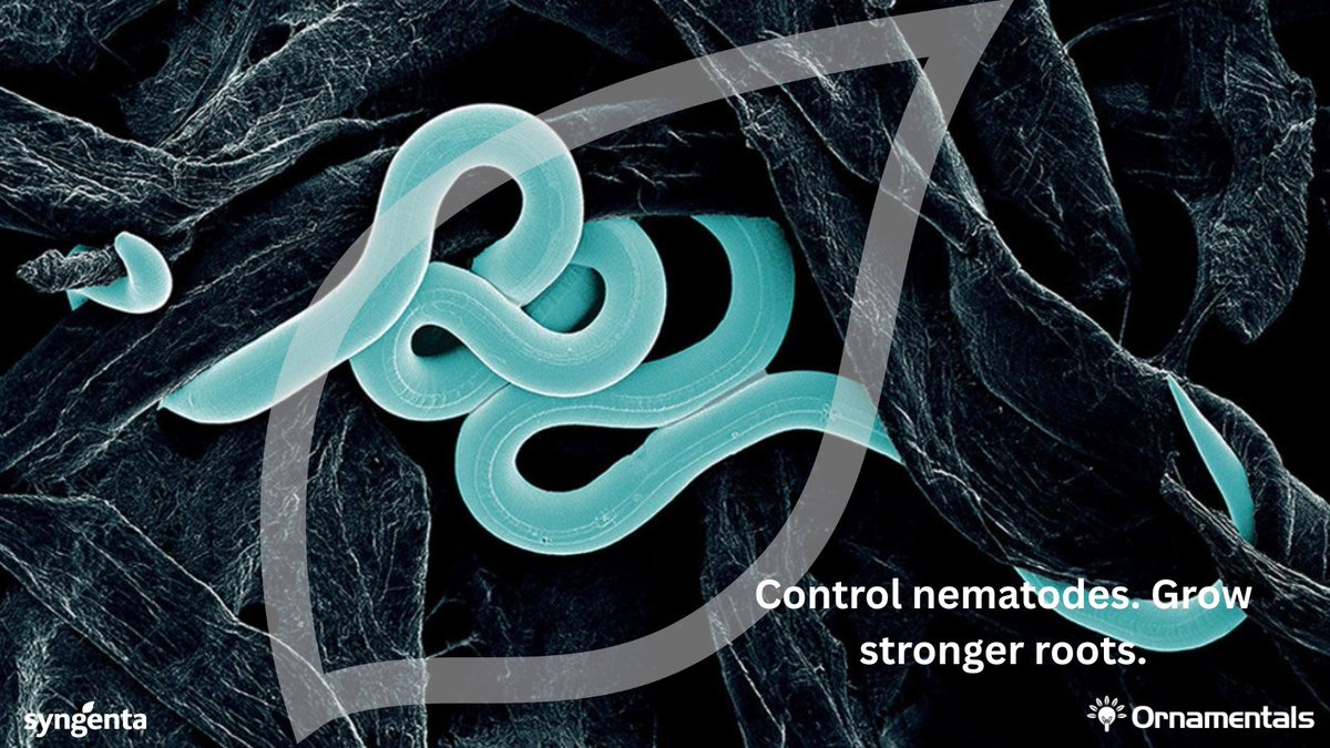 Strong roots, strong harvests. 
Tervigo® not only controls root-knot nematodes but also enhances root mass for healthier, greener plants. #RootHealth #NematodeControl #EveryFlowerCounts 
 See how it works: bit.ly/4hRldam
