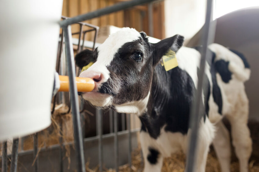 DairyGlobal's tweet photo. 💡 HP 100 from Hamlet Protein can replace up to 30% of dairy protein in calf milk replacers, without affecting growth or gut health. 👉Sustainable. Cost-efficient. Effective. Maybe it’s time to rethink milk.

https://t.co/RwEwPGhw2m 
 #SustainableFeed #AnimalNutrition https://t.co/EDTtOqdE4w